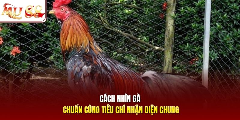 Cách nhìn gà chuẩn cùng tiêu chí nhận diện chung