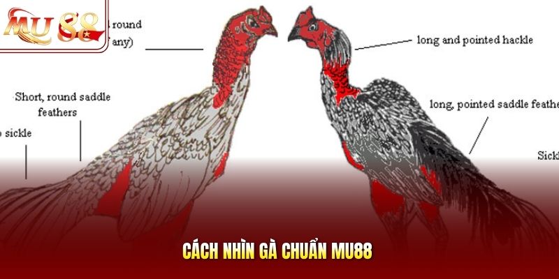 Cách Nhìn Gà Chuẩn