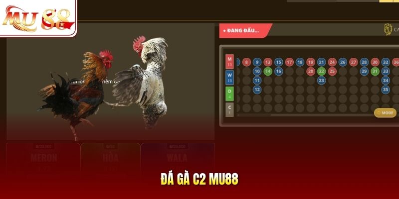 Đá Gà C2