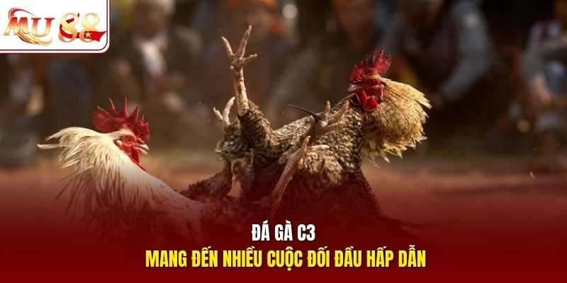 Đá gà C3 mang đến nhiều cuộc đối đầu hấp dẫn