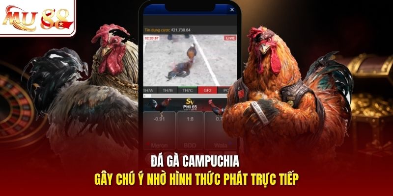 Đá gà Campuchia gây chú ý nhờ hình thức phát trực tiếp