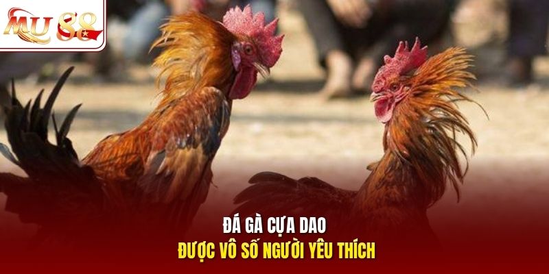 Đá gà cựa dao được vô số người yêu thích