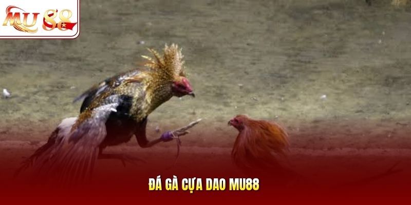 Đá Gà Cựa Dao