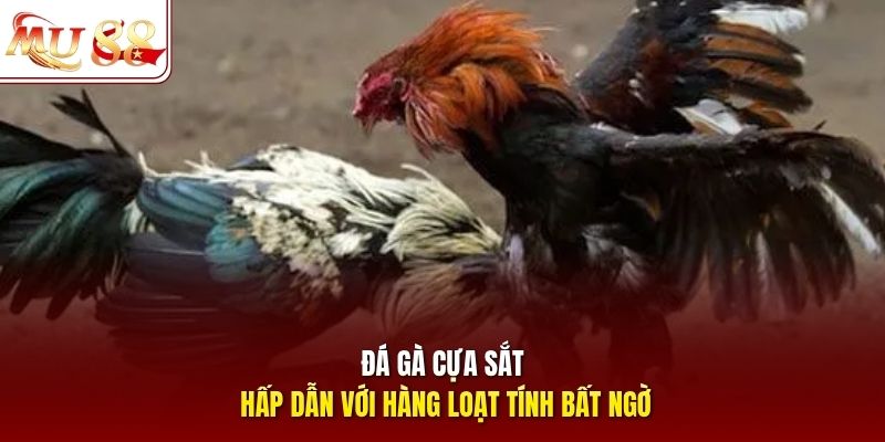 Đá gà cựa sắt hấp dẫn với hàng loạt tính bất ngờ