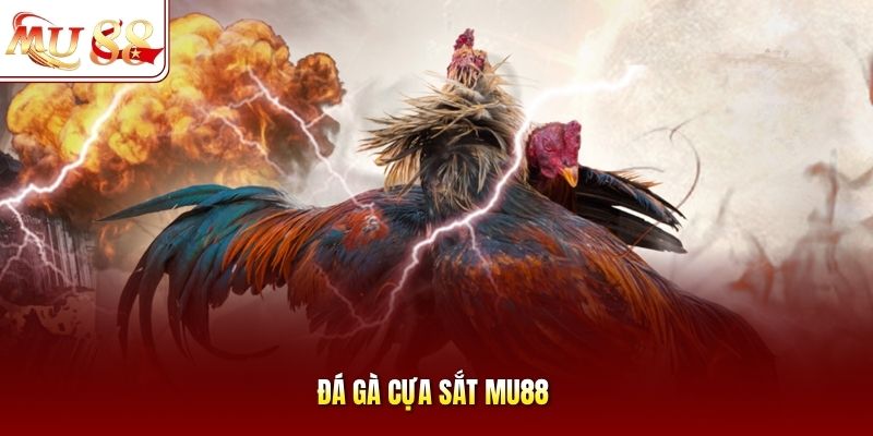 Đá Gà Cựa Sắt