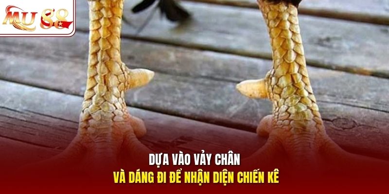 Dựa vào vảy chân và dáng đi để nhận diện chiến kê