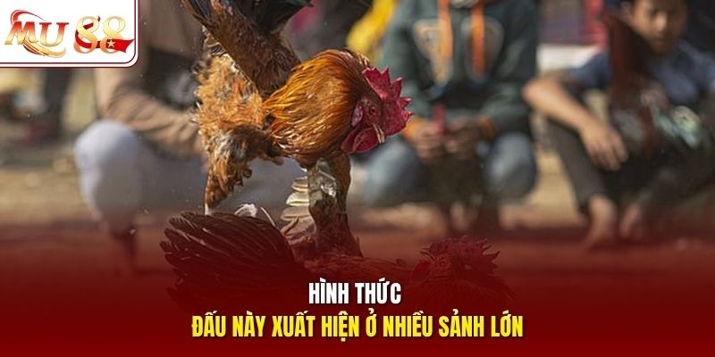 Hình thức đấu này xuất hiện ở nhiều sảnh lớn