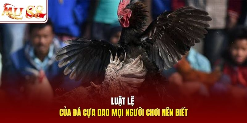 Luật lệ của đá cựa dao mọi người chơi nên biết