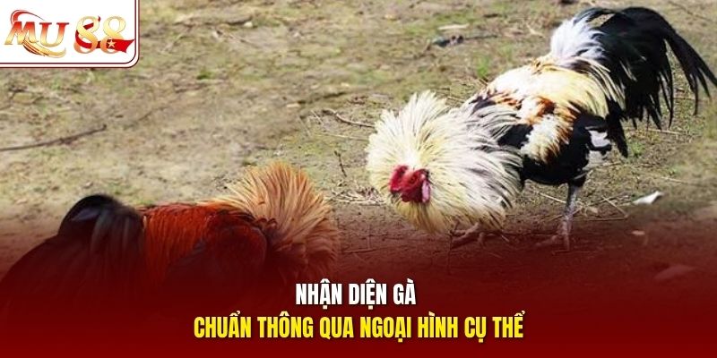 Nhận diện gà chuẩn thông qua ngoại hình cụ thể