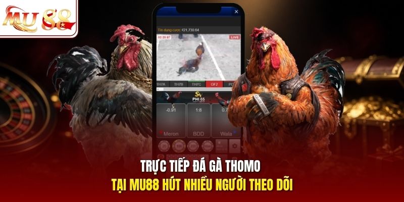 Trực tiếp đá gà Thomo tại MU88 hút nhiều người theo dõi